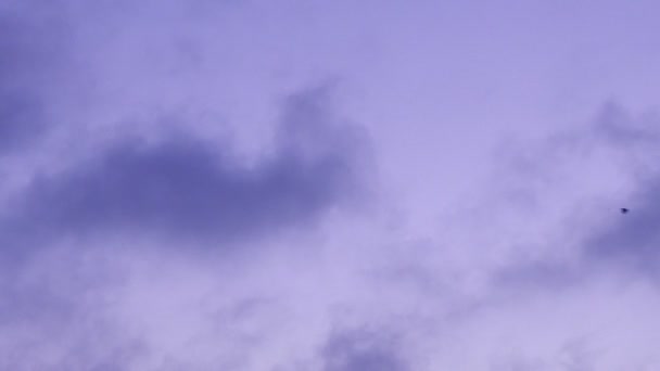 天空中的城市黎明鸟儿在飞翔 — 图库视频影像