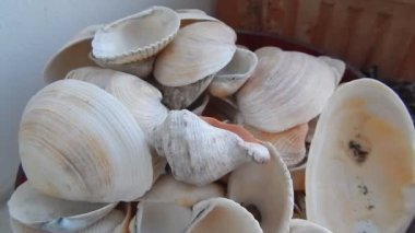 Deniz kabuklarını kompozisyon masanın üzerine hareketi