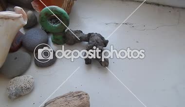 Deniz kabuklarını kompozisyon masanın üzerine hareketi