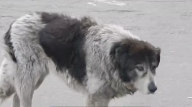 Köpek asfalt üzerinde çalışır