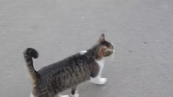 Cat Runs Asphalt — Stock Video