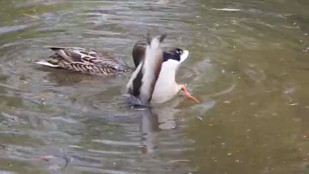 Ducks Swim Pond — Stock Video