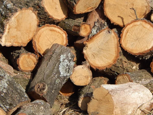 Cutting wood logs in the country — Stock Photo, Image