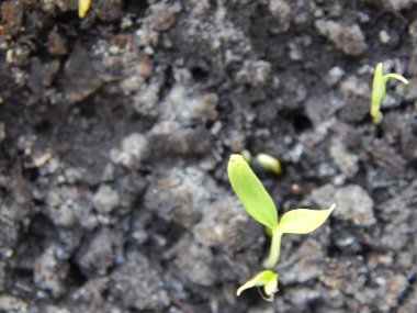 Toprağa ekmek için tohumlar, genç filizler.