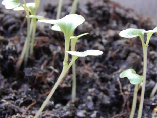 Plántulas para plantar en el suelo, brotes jóvenes — Foto de Stock