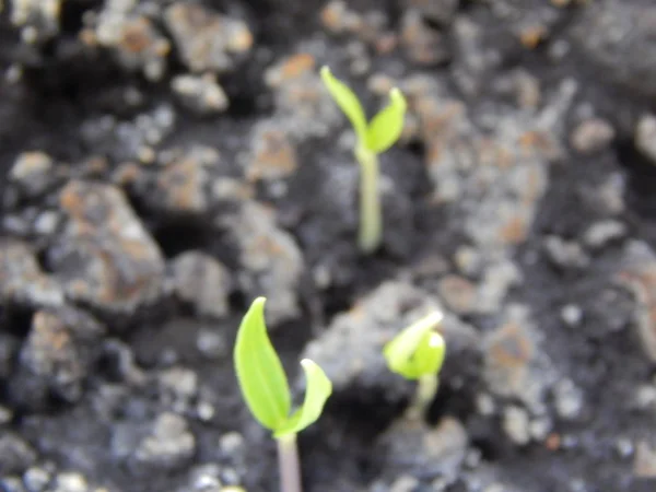 Zaailingen voor het planten in de grond, jonge scheuten — Stockfoto