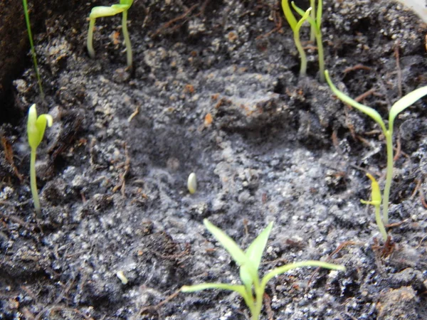 Semis destinés à la plantation dans le sol, jeunes pousses — Photo