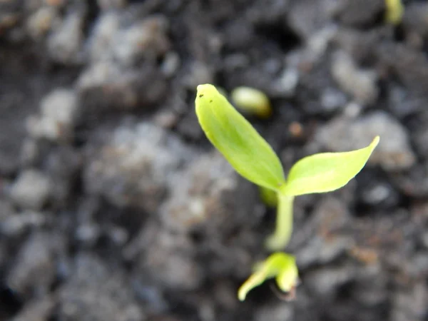 Seedlings for planting in the ground, young shoots — Stock Photo, Image