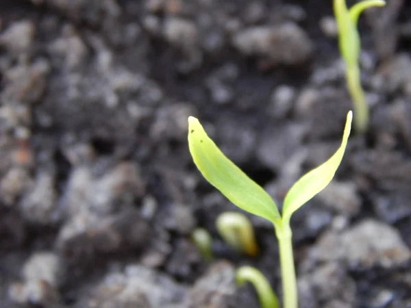 Plántulas para plantar en el suelo, brotes jóvenes —  Fotos de Stock