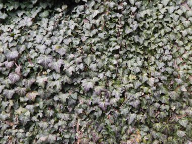 Farklı çaplı ağaç gövdelerinin dokusu