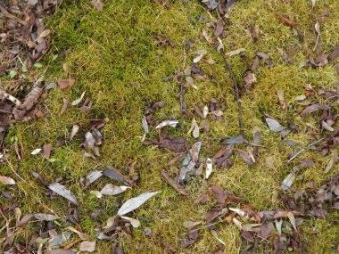 Farklı çaplı ağaç gövdelerinin dokusu