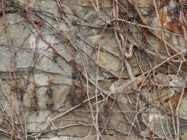 Taş, tuğla döşeme ve duvarların dokusu