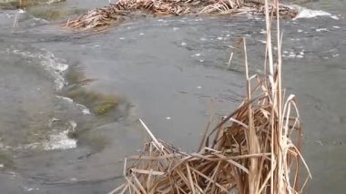 Suyun dokusu nehirdeki koyu renktir.