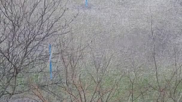 Granizo Cae Con Lluvia Calle Ciudad — Vídeos de Stock