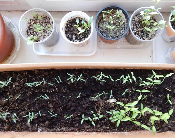 Seedlings for planting vegetables — Stock Photo, Image