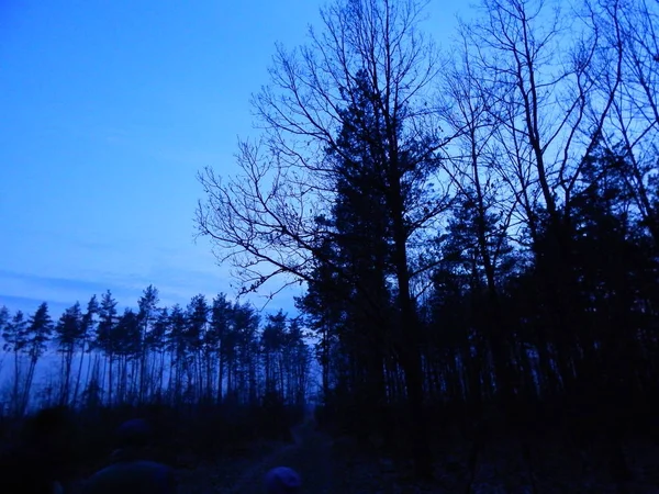 Nocne ścieżki leśne i leśnictwo — Zdjęcie stockowe