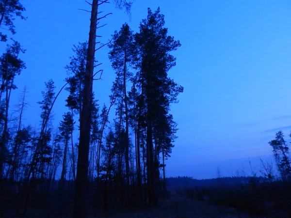 Sentiers forestiers nocturnes et foresterie — Photo