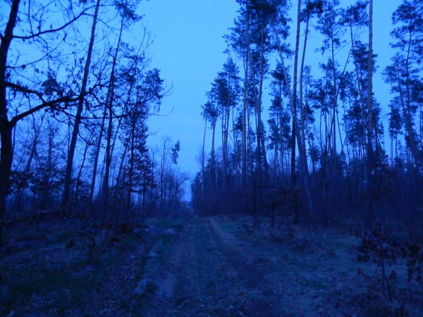 Caminhos florestais noturnos e silvicultura — Fotografia de Stock