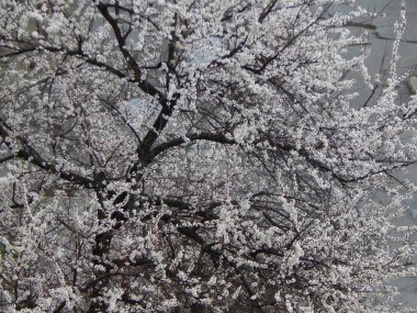 Yağmurdan sonra bahar ağaçları çiçek açıyor