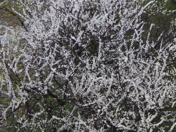 Lente bomen bloeien na regen — Stockfoto