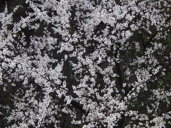 Весенние деревья цветут после дождя — стоковое фото