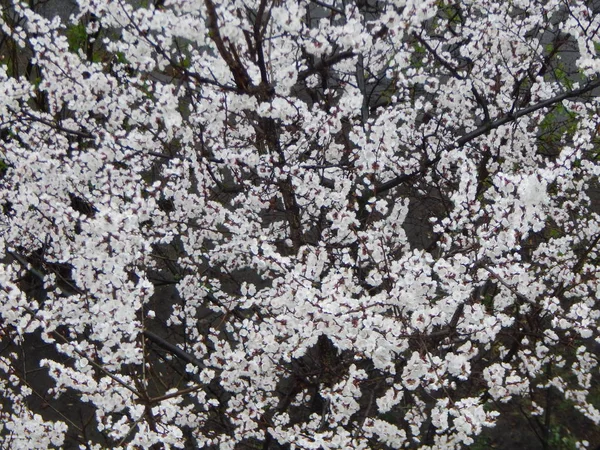 Frühlingsbäume blühen nach Regen — Stockfoto