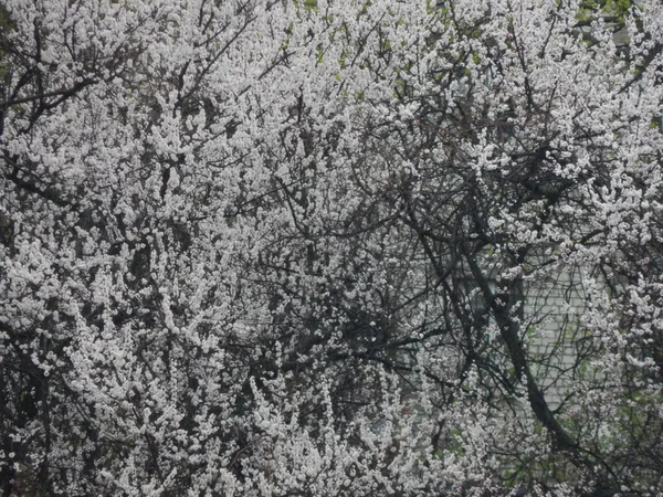 Frühlingsbäume blühen nach Regen — Stockfoto
