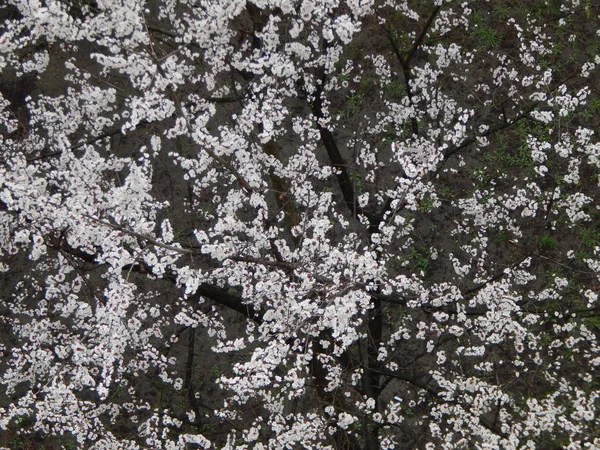 Printemps arbres fleurissent après la pluie — Photo