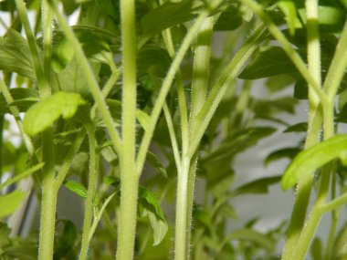 Yakın çekim bir tencerede yetiştirilen bitki çalıları