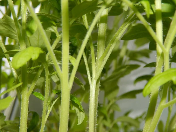 Yakın çekim bir tencerede yetiştirilen bitki çalıları