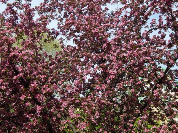 De tuin bloeid in het voorjaar, de bloemen op de takken van Tre — Stockfoto