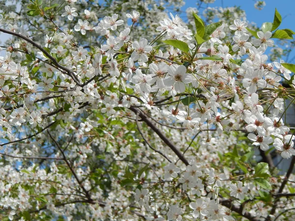 O jardim floresceu na primavera, as flores nos ramos de tre — Fotografia de Stock