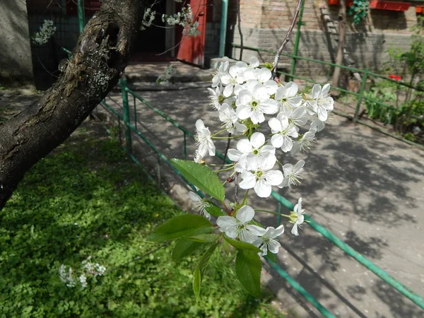 Сад расцвел весной, цветы на ветвях метра — стоковое фото