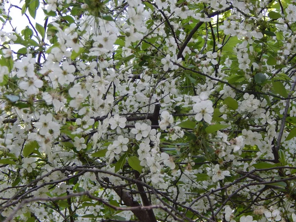 Zahrada kvetla na jaře, květy na větvích — Stock fotografie