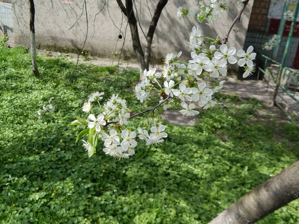 O jardim floresceu na primavera, as flores nos ramos de tre — Fotografia de Stock