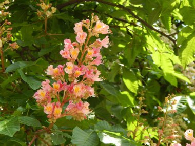 Ağaçta çiçek açan kestane çiçekleri