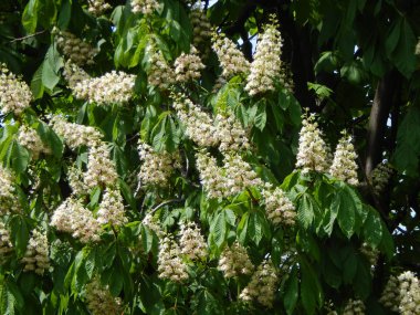 Ağaçta çiçek açan kestane çiçekleri