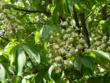 Ağaçta çiçek açan kestane çiçekleri