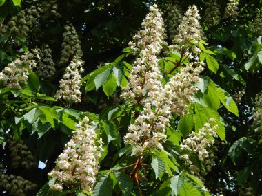 Ağaçta çiçek açan kestane çiçekleri