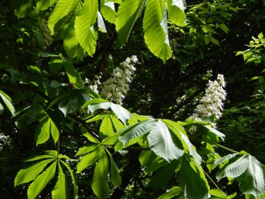 Ağaçta çiçek açan kestane çiçekleri