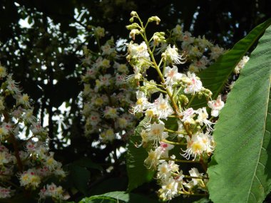 Ağaçta çiçek açan kestane çiçekleri