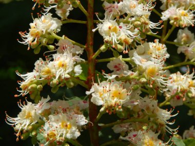 Ağaçta çiçek açan kestane çiçekleri