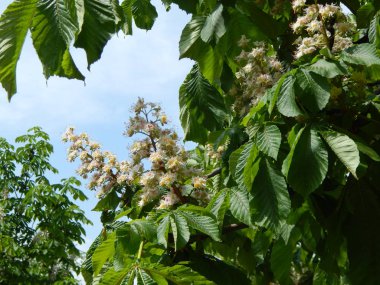 Ağaçta çiçek açan kestane çiçekleri