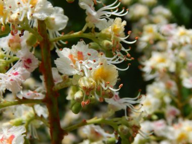 Ağaçta çiçek açan kestane çiçekleri