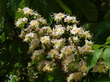 Ağaçta çiçek açan kestane çiçekleri