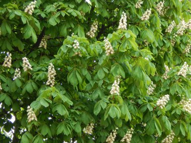 Ağaçta çiçek açan kestane çiçekleri