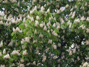 Ağaçta çiçek açan kestane çiçekleri