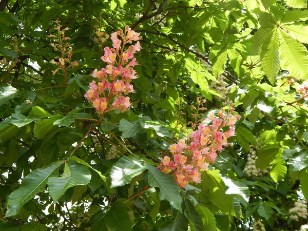 Fleurs de châtaignier fleuries sur l'arbre — Photo