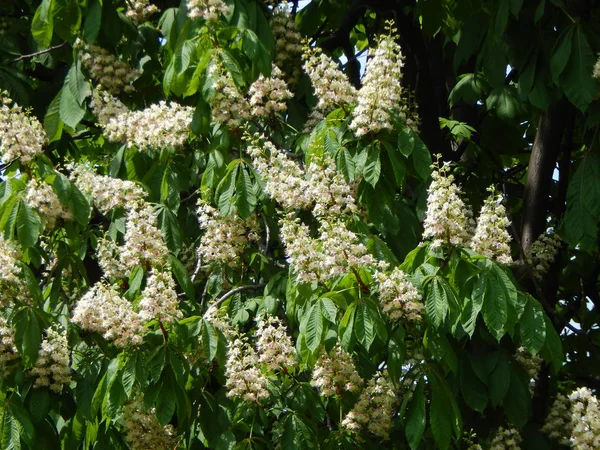 Ağaçta çiçek açan kestane çiçekleri