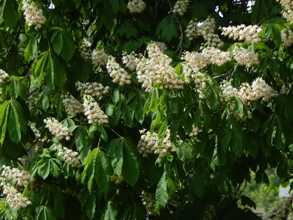 Fiori di castagno fioriti sull'albero — Foto Stock